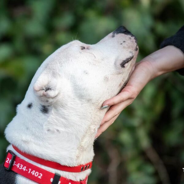 Abandonado y solo: el increíble viaje de supervivencia y triunfo de un Pitbull-1