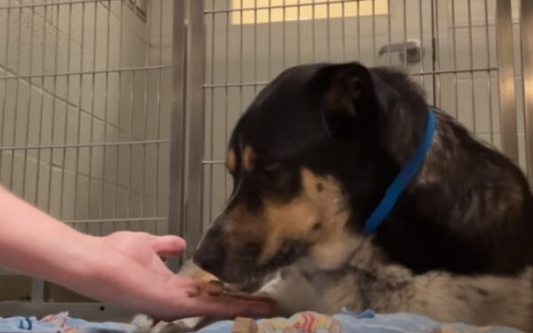 Cachorro abandonado mira fijamente la pared después de un desgarrador regreso al refugio-1