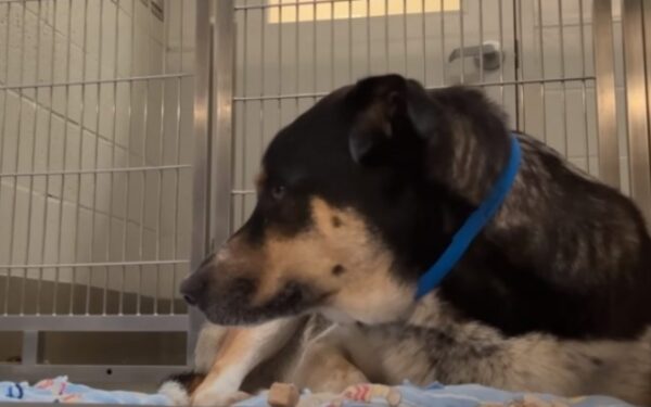 Cachorro abandonado mira fijamente la pared después de un desgarrador regreso al refugio-1