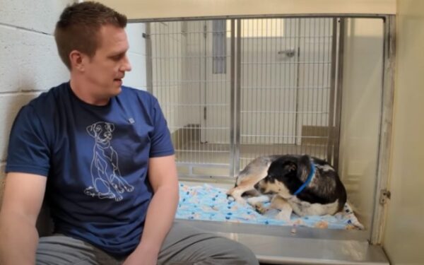 Abandoned Pup Stares Blankly at Wall After Heartbreaking Return to Shelter-1