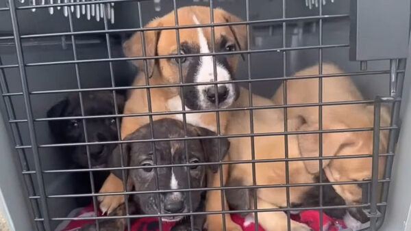 Abandoned Puppies Found in Laundry Basket: A Tale of Desperation and Hope-1