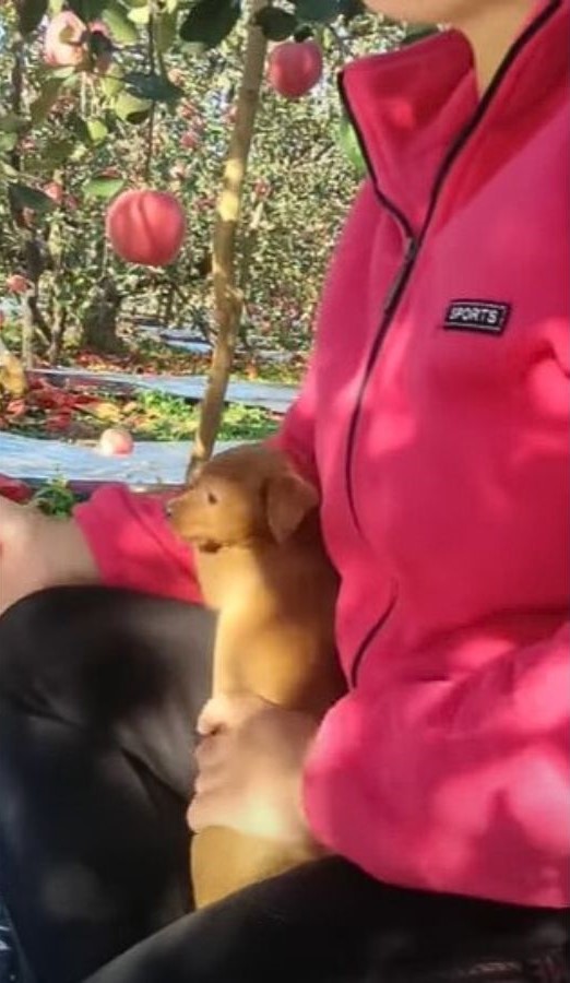 Abandoned Puppy Found Living in Plastic Bags Will Melt Your Heart-1