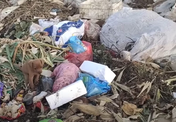 Cachorro abandonado encontrado viviendo en bolsas de plástico derretirá tu corazón-1