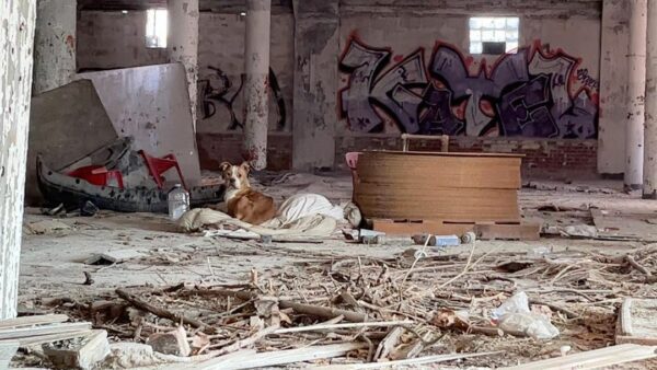 Cachorro abandonado en un edificio desolado encuentra esperanza a través de un rescate entre lágrimas-1