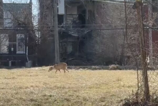 Abandoned Puppy in Desolate Building Finds Hope Through Tearful Rescue-1