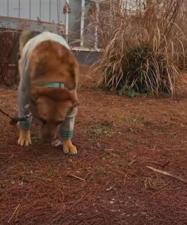 Un perro mayor abandonado se enfrenta a un destino sombrío hasta que se produce un rescate milagroso-1