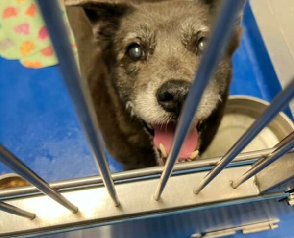 Aging Dog's Heartbreaking Tale of Abandonment and Hope-1