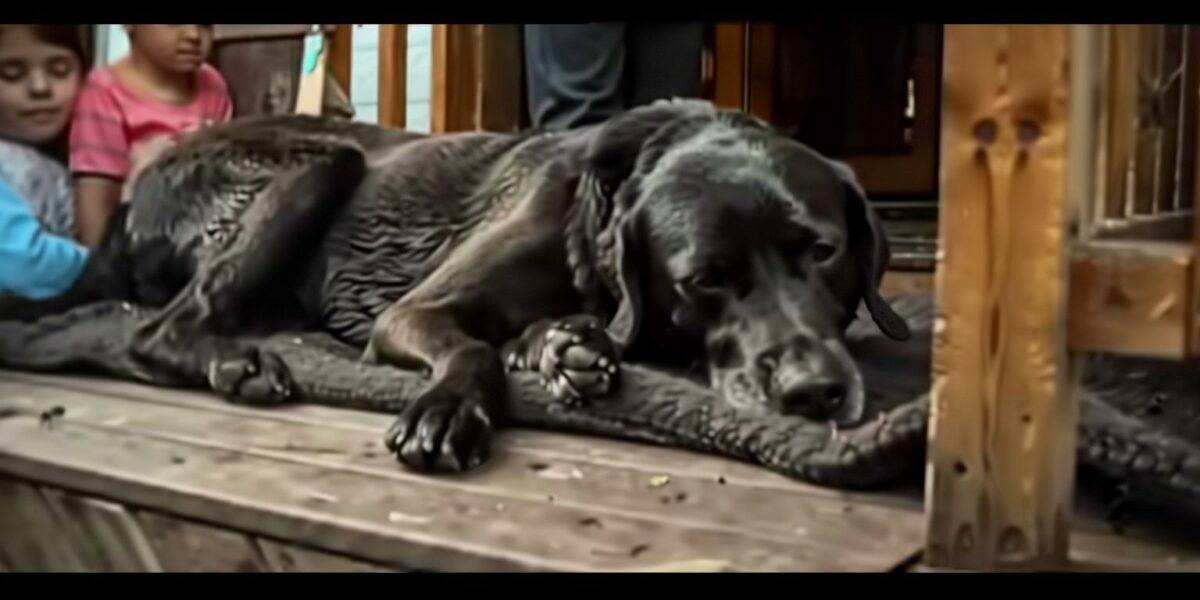 An Injured Pup's Unexpected Porch Rest Leads to a Heartfelt Discovery