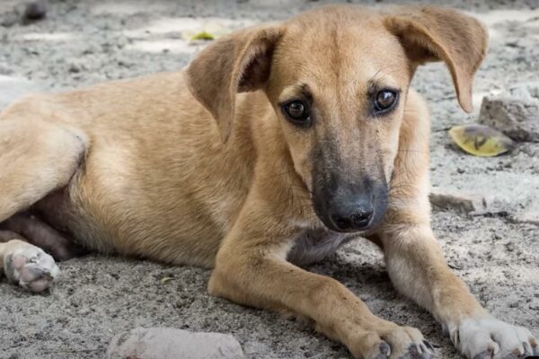 An Unexpected Clash Over Feeding a Stray Dog Sparks Heated Debate-1