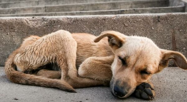 An Unexpected Clash Over Feeding a Stray Dog Sparks Heated Debate-1