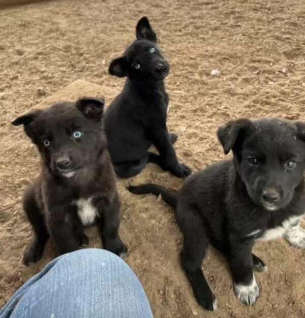 An Unexpected Discovery in a Texas Barn Will Melt Your Heart-1