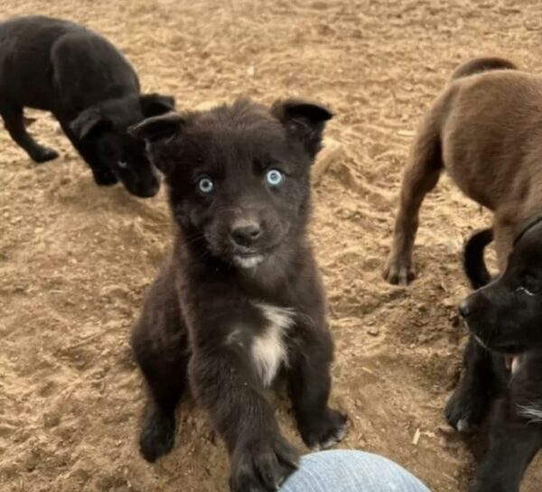 Un descubrimiento inesperado en un granero de Texas derretirá tu corazón-1