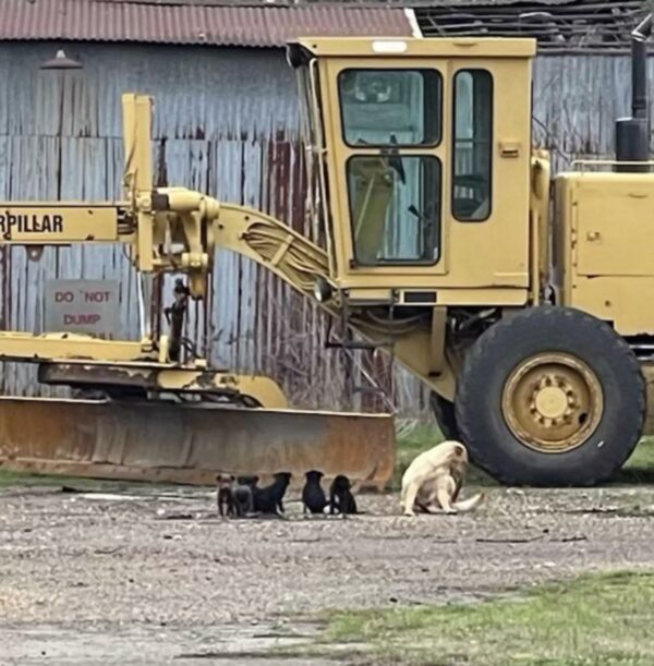 Un descubrimiento inesperado en un granero de Texas derretirá tu corazón-1