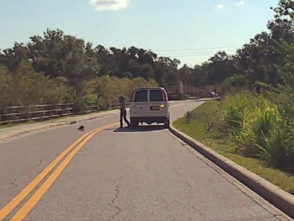 An Unforgettable Encounter: The Day a Raccoon Trusted a Stranger for Help-1