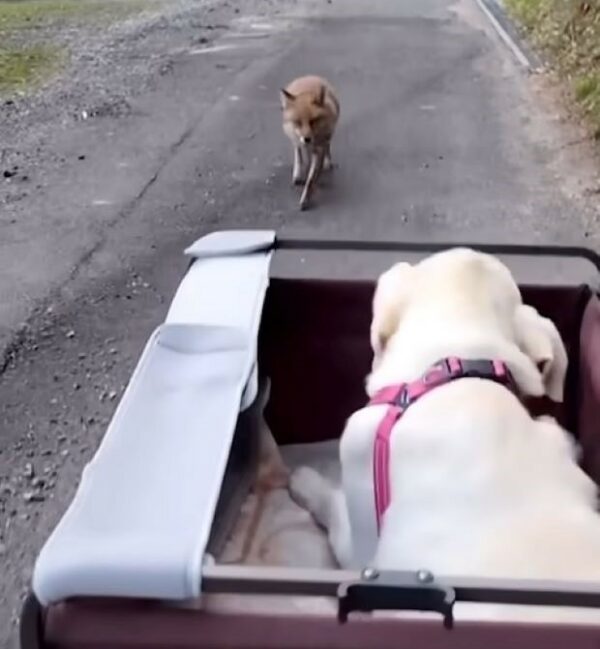 An Unlikely Bond: The Tale of a Disabled Dog and His Wild Companion-1