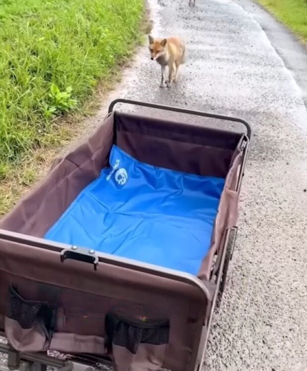 An Unlikely Bond: The Tale of a Disabled Dog and His Wild Companion-1