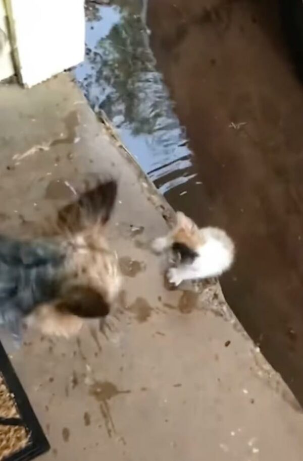 An Unlikely Friendship: Stray Kitten Follows Yorkie Home and Finds a New Family-1