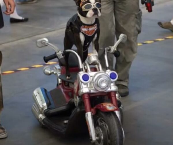 La parada no planificada de un motociclista en la carretera genera un vínculo inquebrantable con el cachorro-1 abusado