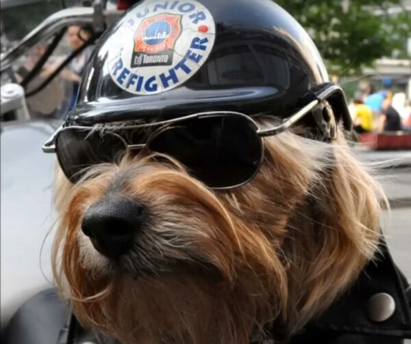 La parada no planificada de un motociclista en la carretera genera un vínculo inquebrantable con el cachorro-1 abusado