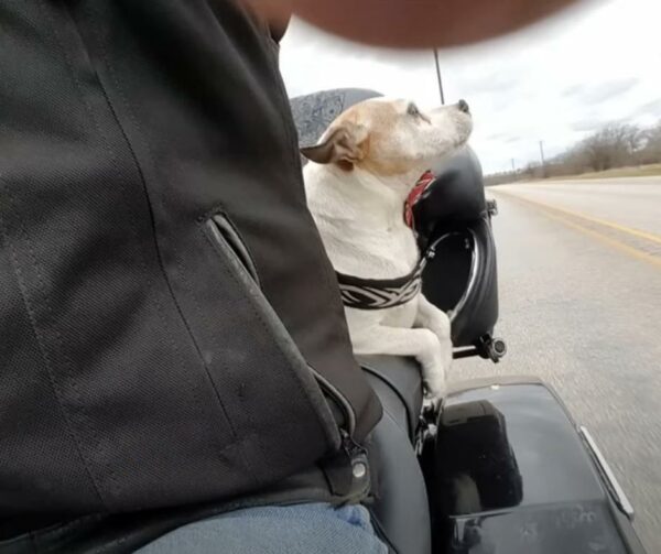 Biker's Unplanned Stop on Highway Leads to Unbreakable Bond with Abused Pup-1