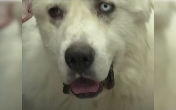 Brave Herd Dog's Epic Battle Against Coyotes to Save His Flock-1