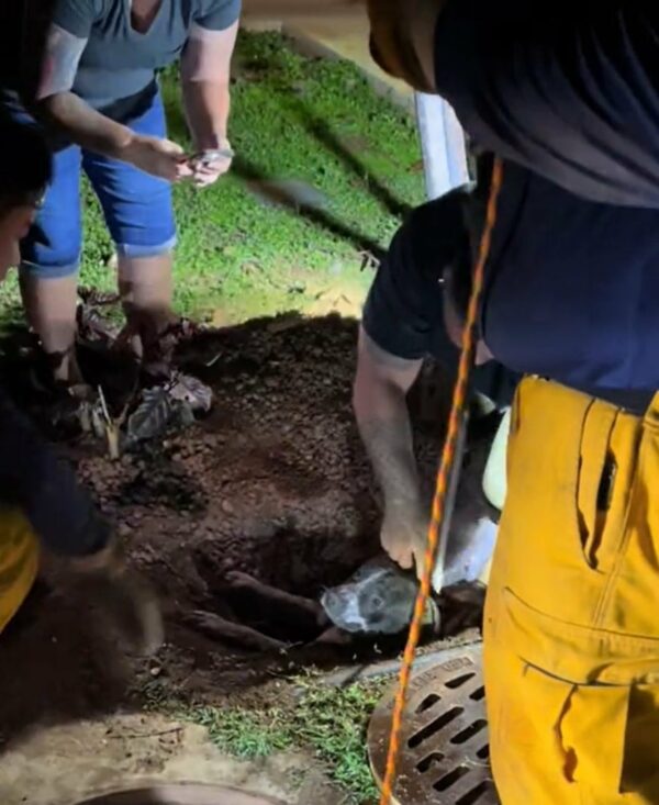 Valientes rescatistas salvan a un perro atrapado de un drenaje pluvial en una dramática misión 1