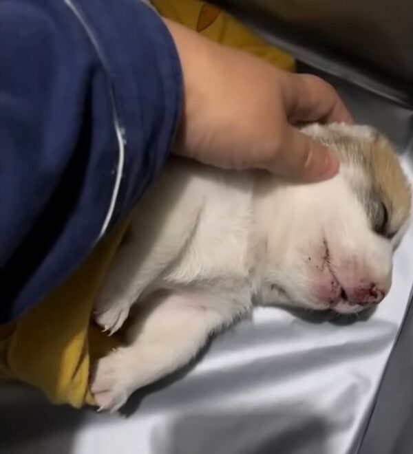 Compassionate Strangers Save Helpless Puppy in Heartfelt Rescue-1