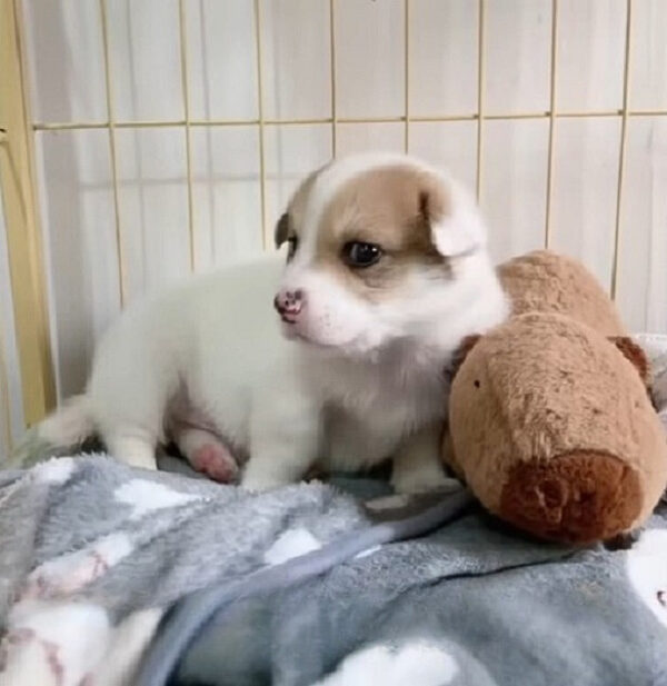 Compassionate Strangers Save Helpless Puppy in Heartfelt Rescue-1