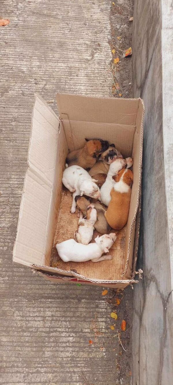 Los ciclistas descubren una sorpresa increíble dentro de una caja-1 abandonada