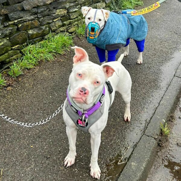 Deaf Dog's Life Transforms After Meeting Unexpected Friend-1