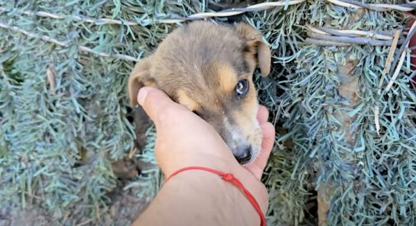 Búsqueda desesperada de un cachorro perdido que derretirá tu corazón-1