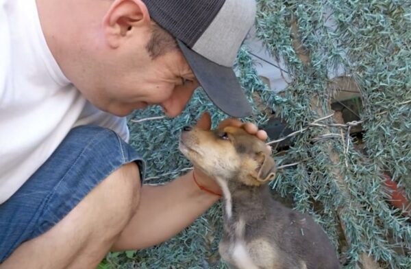 Búsqueda desesperada de un cachorro perdido que derretirá tu corazón-1