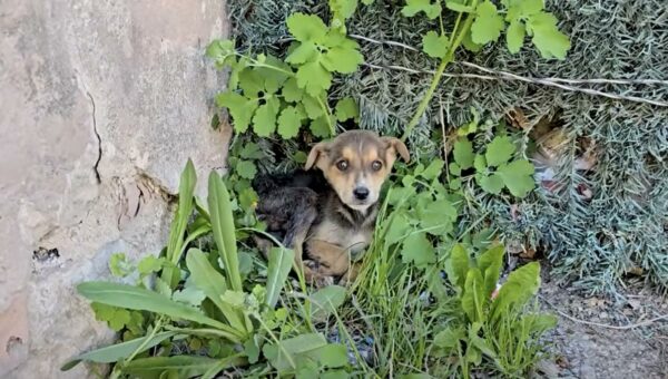 Búsqueda desesperada de un cachorro perdido que derretirá tu corazón-1