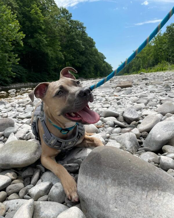 Descubra el secreto más sincero que aprendió esta pareja después de adoptar su Pittie-1