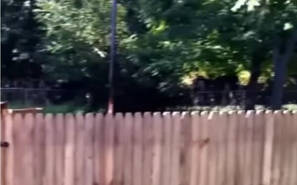 Dog Owner's Fence Fail: A Tale of Determination and Defiance-1