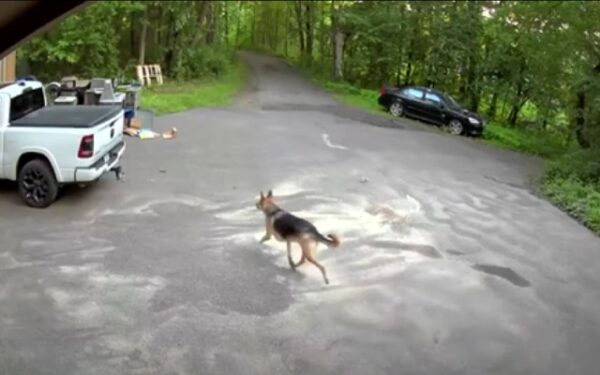 Dog's Brave Face-Off With Bear Leaves Owners in Awe-1