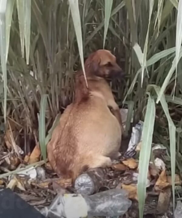 El viaje milagroso del perro desde el abandono hasta la feliz recuperación-1