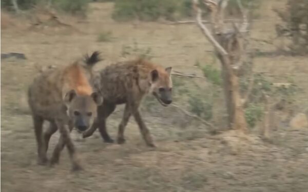 Elephant Heroically Rescues Injured Lion From Hyenas' Deadly Trap-1