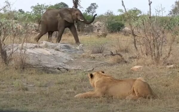 Elefante rescata heroicamente a un león herido de la trampa mortal de las hienas-1