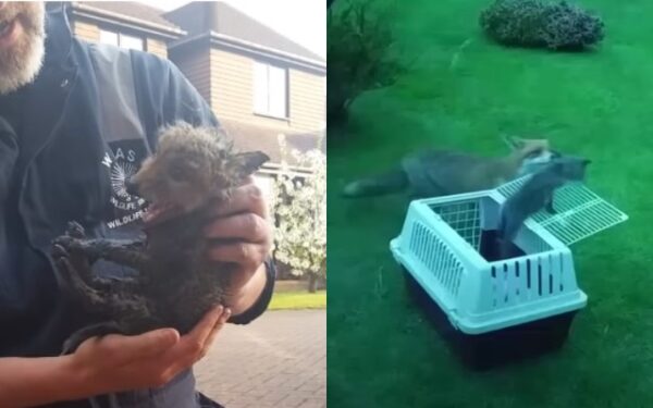 Emotional Fox Family Drama Unfolds as Mom Fights to Save Trapped Baby-1