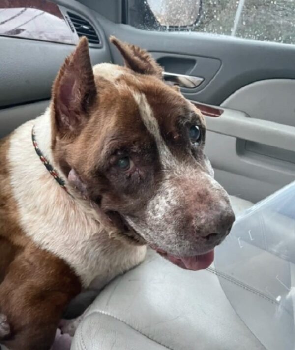 Emotional Goodbye: Senior Dog Clings to Owner in Heartbreaking Shelter Scene-1