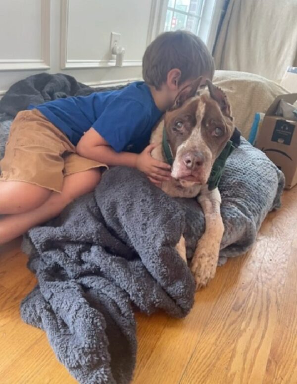 Emotional Goodbye: Senior Dog Clings to Owner in Heartbreaking Shelter Scene-1