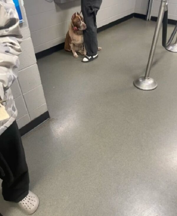 Emotional Goodbye: Senior Dog Clings to Owner in Heartbreaking Shelter Scene-1