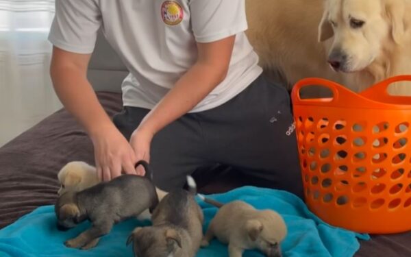 Emotional Reunion: Golden Retriever and Puppies' First Meeting Melts Hearts-1