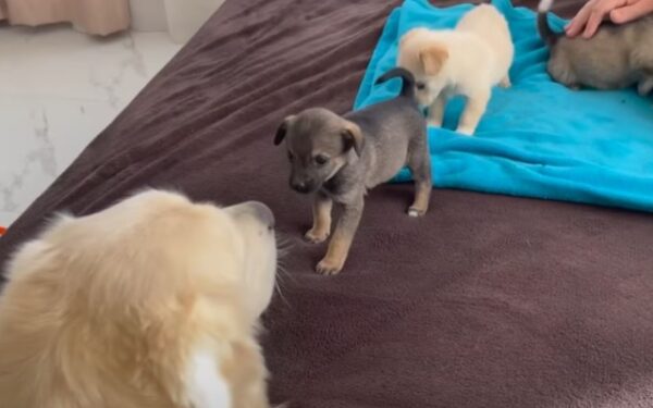 Reencuentro Emotivo: El Primer Encuentro De Golden Retriever Y Cachorros Derrite Corazones-1