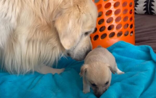 Emotional Reunion: Golden Retriever and Puppies' First Meeting Melts Hearts-1