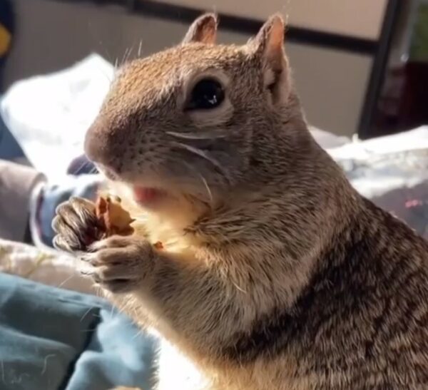 Family Dog's Unexpected Forest Companion Leaves Everyone Speechless-1