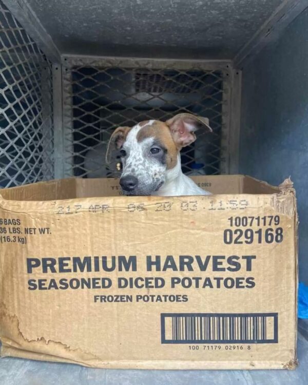 De la caja abandonada al hogar para siempre: el viaje inolvidable de un cachorro-1