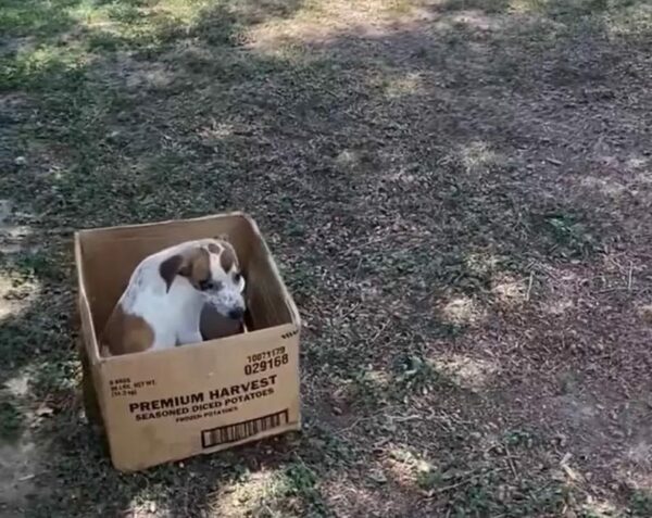 De la caja abandonada al hogar para siempre: el viaje inolvidable de un cachorro-1