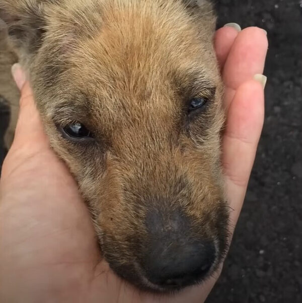 Del abandono a la alegría: la transformación de un cachorro resiliente-1